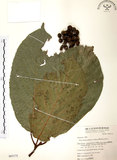 中文名:豬母乳(S065175)學名:Ficus fistulosa Reinw. ex Blume(S065175)中文別名:水同木英文名:Milk tree