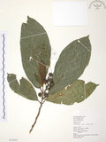 中文名:豬母乳(S072459)學名:Ficus fistulosa Reinw. ex Blume(S072459)中文別名:水同木英文名:Milk tree