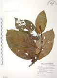 中文名:豬母乳(S072855)學名:Ficus fistulosa Reinw. ex Blume(S072855)中文別名:水同木英文名:Milk tree
