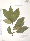 中文名:豬母乳(S079848)學名:Ficus fistulosa Reinw. ex Blume(S079848)中文別名:水同木英文名:Milk tree