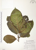 中文名:豬母乳(S080297)學名:Ficus fistulosa Reinw. ex Blume(S080297)中文別名:水同木英文名:Milk tree