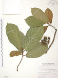 中文名:豬母乳(S085684)學名:Ficus fistulosa Reinw. ex Blume(S085684)中文別名:水同木英文名:Milk tree