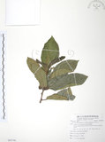 中文名:豬母乳(S085746)學名:Ficus fistulosa Reinw. ex Blume(S085746)中文別名:水同木英文名:Milk tree