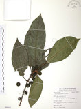 中文名:豬母乳(S088017)學名:Ficus fistulosa Reinw. ex Blume(S088017)中文別名:水同木英文名:Milk tree