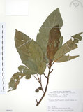 中文名:豬母乳(S089851)學名:Ficus fistulosa Reinw. ex Blume(S089851)中文別名:水同木英文名:Milk tree