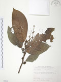 中文名:豬母乳(S090218)學名:Ficus fistulosa Reinw. ex Blume(S090218)中文別名:水同木英文名:Milk tree