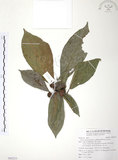 中文名:豬母乳(S092233)學名:Ficus fistulosa Reinw. ex Blume(S092233)中文別名:水同木英文名:Milk tree