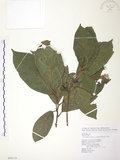 中文名:豬母乳(S099119)學名:Ficus fistulosa Reinw. ex Blume(S099119)中文別名:水同木英文名:Milk tree