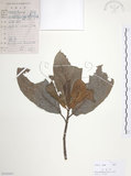 中文名:豬母乳(S103047)學名:Ficus fistulosa Reinw. ex Blume(S103047)中文別名:水同木英文名:Milk tree