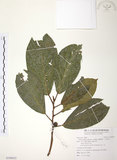 中文名:豬母乳(S109623)學名:Ficus fistulosa Reinw. ex Blume(S109623)中文別名:水同木英文名:Milk tree
