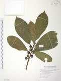 中文名:豬母乳(S113842)學名:Ficus fistulosa Reinw. ex Blume(S113842)中文別名:水同木英文名:Milk tree