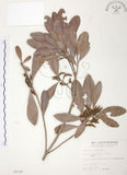 中文名:楊梅(S005149)學名:Myrica rubra (Lour.) Sieb. & Zucc.(S005149)英文名:Chinese Babyberry