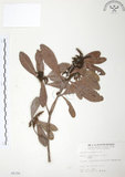 中文名:楊梅(S005150)學名:Myrica rubra (Lour.) Sieb. & Zucc.(S005150)英文名:Chinese Babyberry