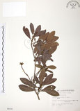 中文名:楊梅(S006431)學名:Myrica rubra (Lour.) Sieb. & Zucc.(S006431)英文名:Chinese Babyberry