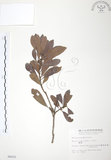 中文名:楊梅(S006432)學名:Myrica rubra (Lour.) Sieb. & Zucc.(S006432)英文名:Chinese Babyberry