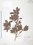 中文名:楊梅(S006433)學名:Myrica rubra (Lour.) Sieb. & Zucc.(S006433)英文名:Chinese Babyberry