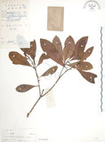中文名:楊梅(S019402)學名:Myrica rubra (Lour.) Sieb. & Zucc.(S019402)英文名:Chinese Babyberry