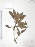 中文名:楊梅(S021416)學名:Myrica rubra (Lour.) Sieb. & Zucc.(S021416)英文名:Chinese Babyberry