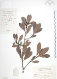 中文名:楊梅(S023656)學名:Myrica rubra (Lour.) Sieb. & Zucc.(S023656)英文名:Chinese Babyberry