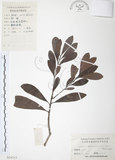 中文名:楊梅(S024317)學名:Myrica rubra (Lour.) Sieb. & Zucc.(S024317)英文名:Chinese Babyberry