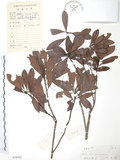 中文名:楊梅(S038902)學名:Myrica rubra (Lour.) Sieb. & Zucc.(S038902)英文名:Chinese Babyberry