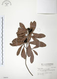 中文名:楊梅(S040059)學名:Myrica rubra (Lour.) Sieb. & Zucc.(S040059)英文名:Chinese Babyberry