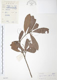 中文名:楊梅(S041707)學名:Myrica rubra (Lour.) Sieb. & Zucc.(S041707)英文名:Chinese Babyberry