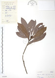 中文名:楊梅(S044289)學名:Myrica rubra (Lour.) Sieb. & Zucc.(S044289)英文名:Chinese Babyberry