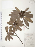中文名:楊梅(S053201)學名:Myrica rubra (Lour.) Sieb. & Zucc.(S053201)英文名:Chinese Babyberry