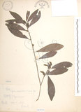 中文名:楊梅(S065856)學名:Myrica rubra (Lour.) Sieb. & Zucc.(S065856)英文名:Chinese Babyberry