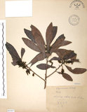 中文名:楊梅(S065857)學名:Myrica rubra (Lour.) Sieb. & Zucc.(S065857)英文名:Chinese Babyberry