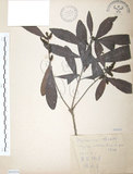 中文名:楊梅(S065859)學名:Myrica rubra (Lour.) Sieb. & Zucc.(S065859)英文名:Chinese Babyberry