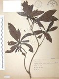 中文名:楊梅(S065903)學名:Myrica rubra (Lour.) Sieb. & Zucc.(S065903)英文名:Chinese Babyberry