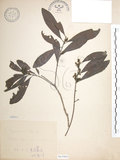 中文名:楊梅(S065905)學名:Myrica rubra (Lour.) Sieb. & Zucc.(S065905)英文名:Chinese Babyberry