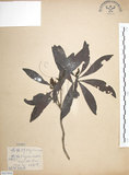 中文名:楊梅(S065906)學名:Myrica rubra (Lour.) Sieb. & Zucc.(S065906)英文名:Chinese Babyberry