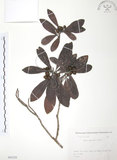 中文名:楊梅(S082229)學名:Myrica rubra (Lour.) Sieb. & Zucc.(S082229)英文名:Chinese Babyberry