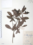 中文名:楊梅(S084480)學名:Myrica rubra (Lour.) Sieb. & Zucc.(S084480)英文名:Chinese Babyberry