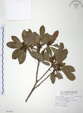 中文名:楊梅(S091456)學名:Myrica rubra (Lour.) Sieb. & Zucc.(S091456)英文名:Chinese Babyberry