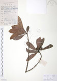 中文名:楊梅(S103042)學名:Myrica rubra (Lour.) Sieb. & Zucc.(S103042)英文名:Chinese Babyberry