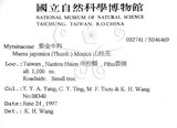 中文名:台灣山桂花(S046469)學名:Maesa perlaria (Lour.) Merr. var. formosana (Mez) Yuen P. Yang(S046469)英文名:Taiwan Maesa