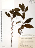 中文名:台灣山桂花(S066539)學名:Maesa perlaria (Lour.) Merr. var. formosana (Mez) Yuen P. Yang(S066539)英文名:Taiwan Maesa