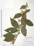 中文名:台灣山桂花(S085195)學名:Maesa perlaria (Lour.) Merr. var. formosana (Mez) Yuen P. Yang(S085195)英文名:Taiwan Maesa