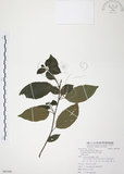 中文名:台灣山桂花(S085300)學名:Maesa perlaria (Lour.) Merr. var. formosana (Mez) Yuen P. Yang(S085300)英文名:Taiwan Maesa