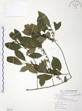 中文名:台灣山桂花(S086187)學名:Maesa perlaria (Lour.) Merr. var. formosana (Mez) Yuen P. Yang(S086187)英文名:Taiwan Maesa