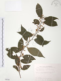 中文名:台灣山桂花(S089744)學名:Maesa perlaria (Lour.) Merr. var. formosana (Mez) Yuen P. Yang(S089744)英文名:Taiwan Maesa