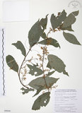 中文名:台灣山桂花(S090646)學名:Maesa perlaria (Lour.) Merr. var. formosana (Mez) Yuen P. Yang(S090646)英文名:Taiwan Maesa