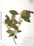 中文名:台灣山桂花(S092130)學名:Maesa perlaria (Lour.) Merr. var. formosana (Mez) Yuen P. Yang(S092130)英文名:Taiwan Maesa