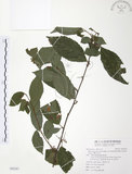 中文名:台灣山桂花(S093187)學名:Maesa perlaria (Lour.) Merr. var. formosana (Mez) Yuen P. Yang(S093187)英文名:Taiwan Maesa