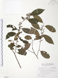 中文名:台灣山桂花(S094562)學名:Maesa perlaria (Lour.) Merr. var. formosana (Mez) Yuen P. Yang(S094562)英文名:Taiwan Maesa