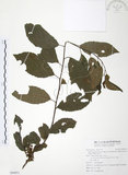 中文名:台灣山桂花(S094951)學名:Maesa perlaria (Lour.) Merr. var. formosana (Mez) Yuen P. Yang(S094951)英文名:Taiwan Maesa